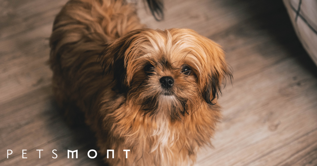 Here are the Cutest Small Fluffy Dogs Petsmont