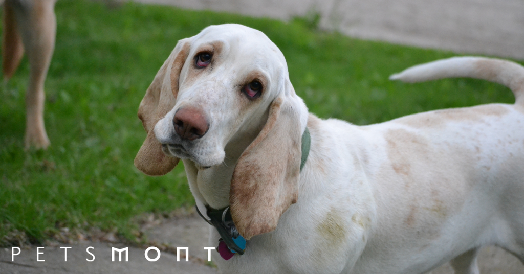 Hound 2024 dog varieties