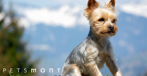 Dog Scooting: What You Need to Know