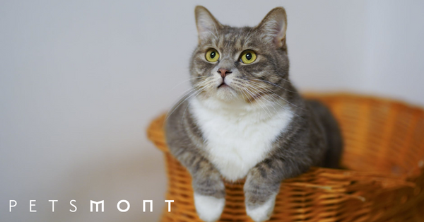 Are Cats Good First Pets? Five Reasons Why They're Perfect