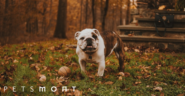 What to Feed Your French Bulldog: Complete Informative Guide
