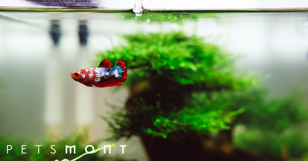 Aquaponics Fish Tank