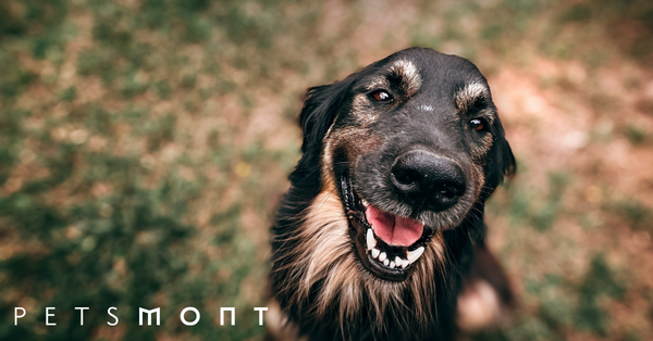 Fresh Dog Food: What Are the Benefits to Your Dog?