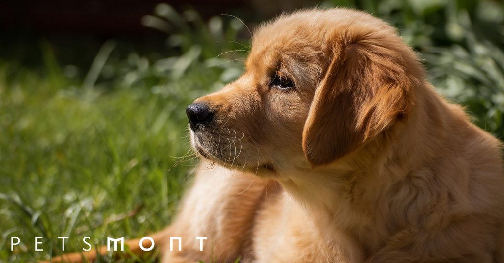 Here Are Five Really Smart Dog Breeds To Consider