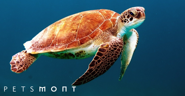Do Turtles Hibernate?