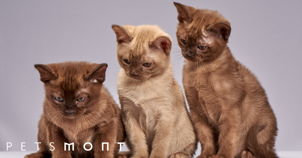 Types of Cat Breeds: Get to Know Them