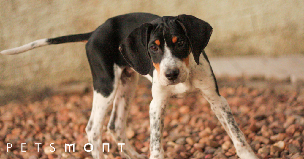 American Foxhound: Know This Beautiful Dog Breed
