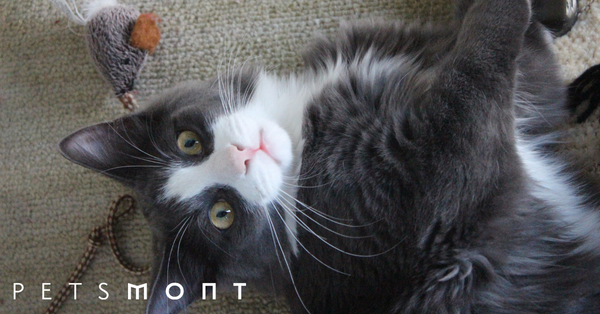 Playing With Cats: Three Reasons Why You Should