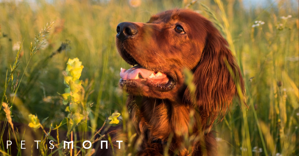 Hypoallergenic Diet For Dogs: Why you Might Want to Consider it