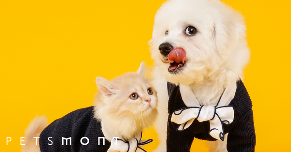 Real Question: Are Cats Smarter Than Dogs?