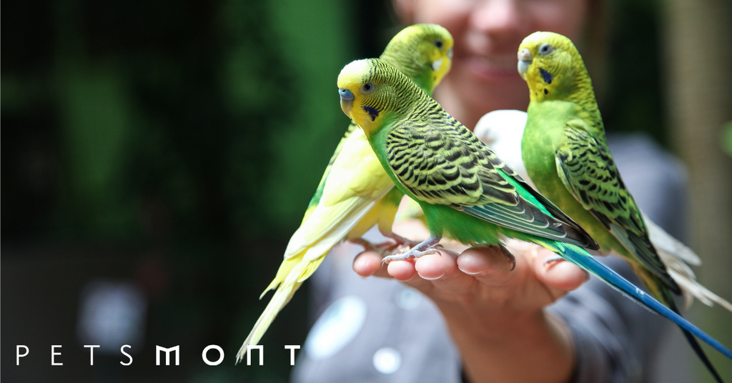 Know These Top 5 Types of Parrots