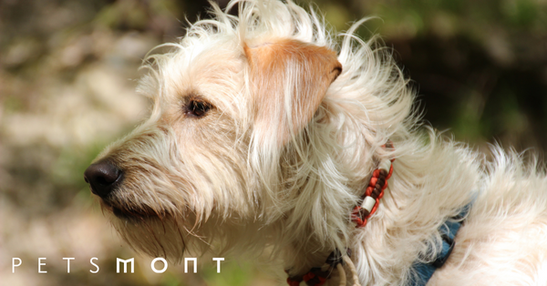 How to Get Rid of Fleas on Dogs