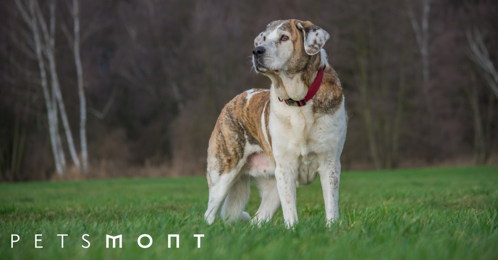 Biggest Dog Breeds in the World
