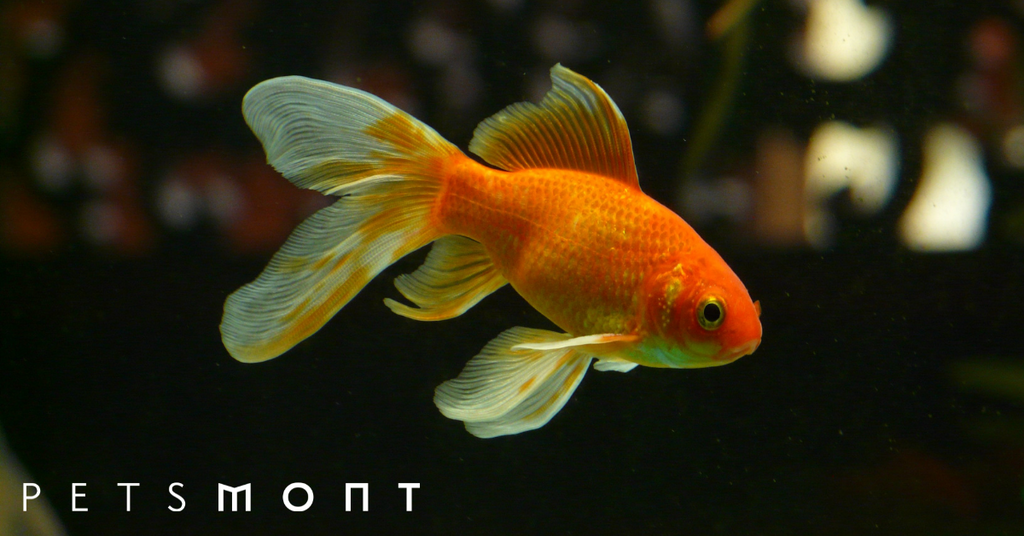 Types of Goldfish: Get to Know These Little Fish