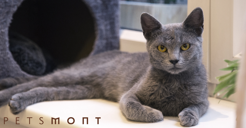 Russian Blue Cat Personality: Get to Know this Breed of Cat