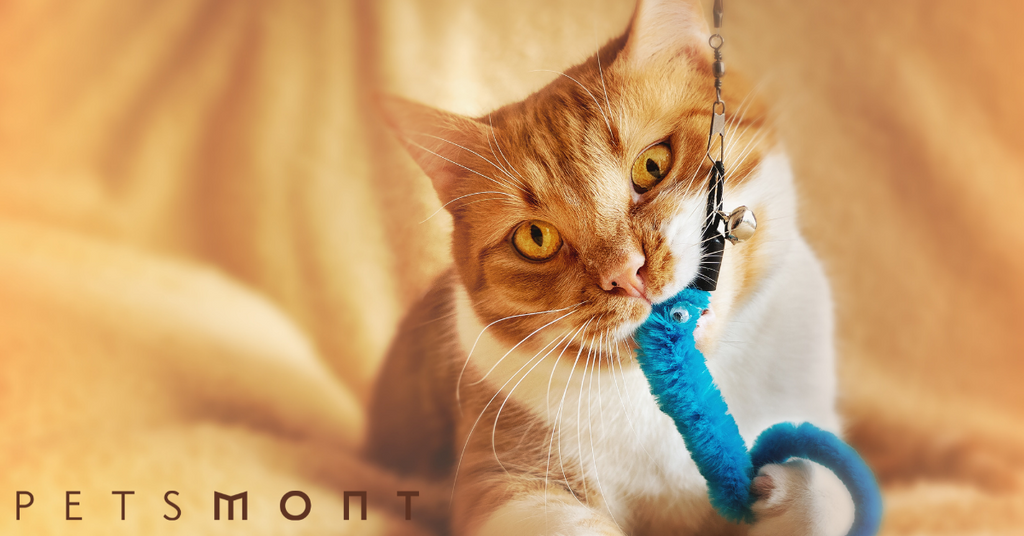 Here Are 3 Awesome Pet Tech Toys For Your Lovable Cat