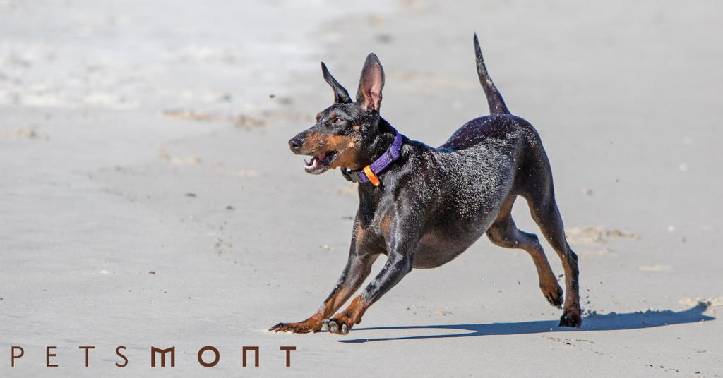 Top Things to Know About the Manchester Terrier
