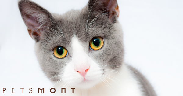 How Much Should I Feed my Cat?