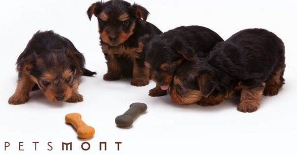 Healthy Homemade Dog Food