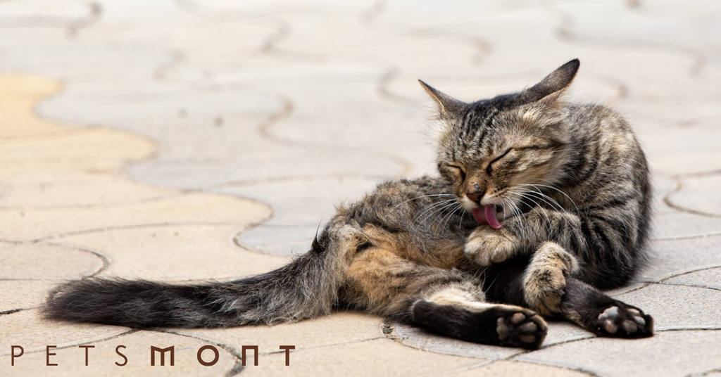 Feline Hygiene: Things You Need To Know