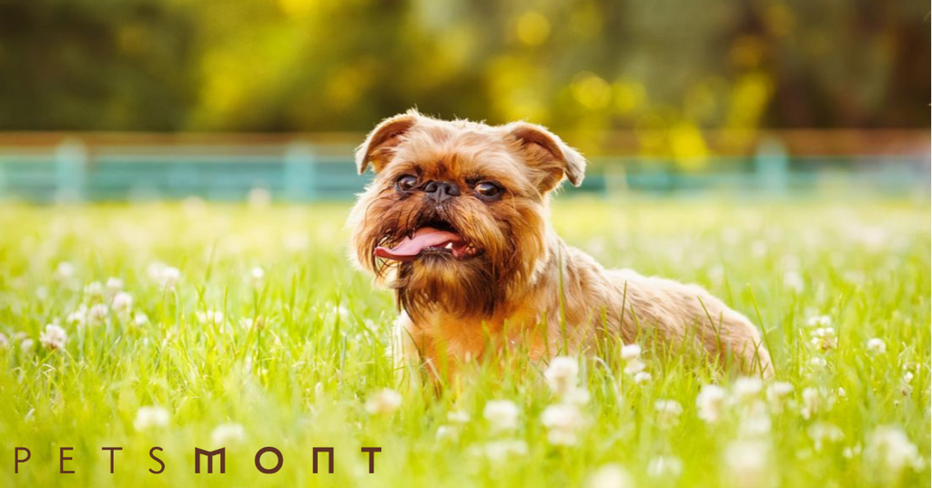 Fun Things to Know About the Brussels Griffon Puppy
