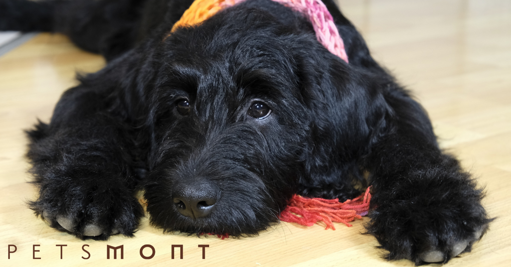 Labradoodle Adoption: Everything You Need to Know