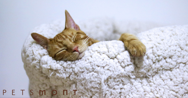 The Best Senior Cat Food for Your Older Feline