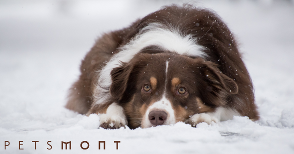 Best Dog Supplies to Get for Your Dog