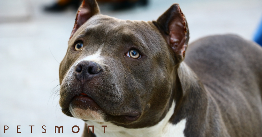 Different Pitbull Breeds: What to Know