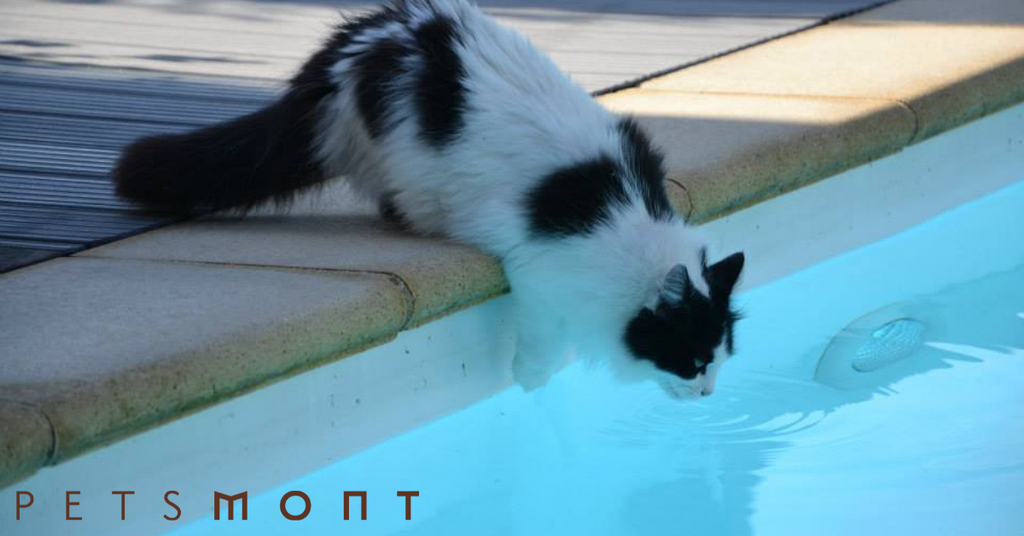 Can Cats Swim? See The Answer You Need To Know