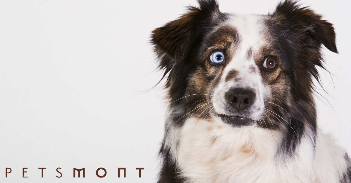 Australian Shepherd Rescue: What You Need to Know – Petsmont