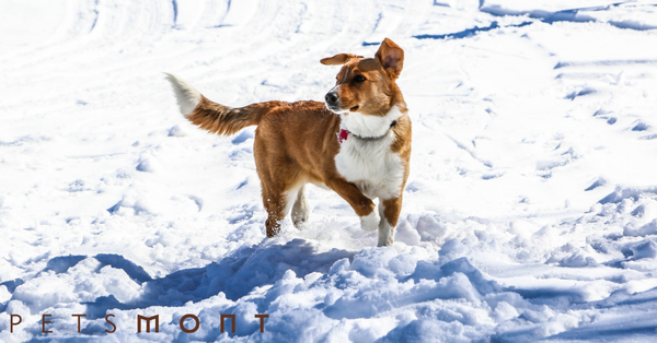 Why Do Dogs Chase Their Tails: Here Are the Top 5 Reasons