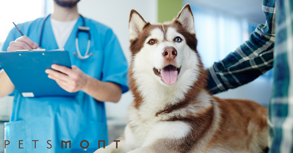 Dog Vaccination Schedule: What You Need to Know