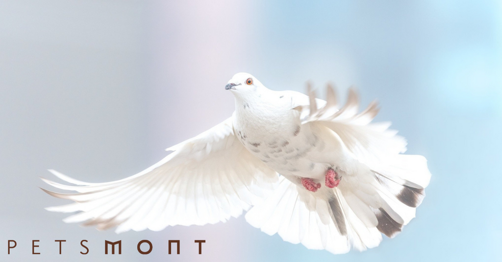 Top Differences Between Dove Vs Pigeon Petsmont