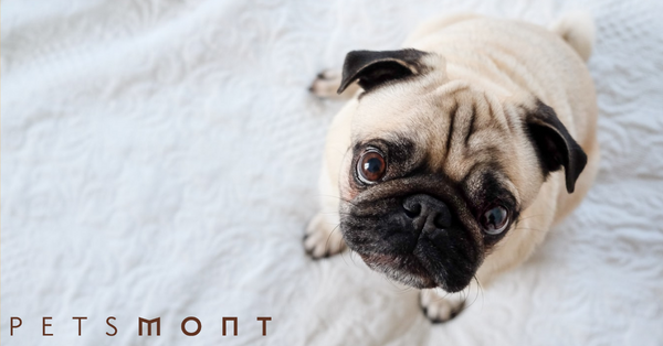 Is Probiotic for Dogs Worth It: Here's What You Need to Know