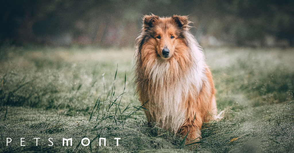 Rough Collie Puppies: Everything You Need to Know