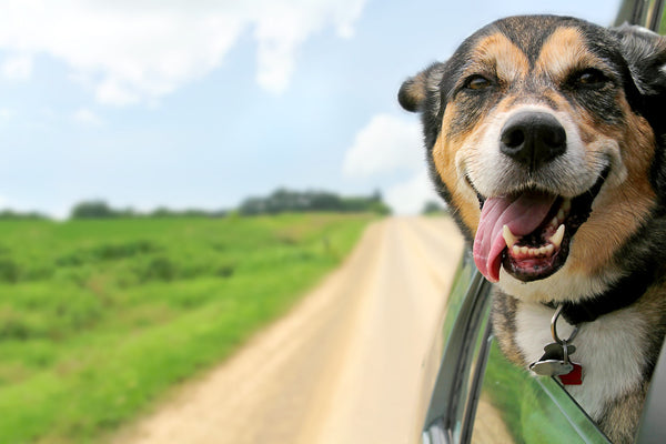 Dog GPS Collar: How To Find Your Dog Anywhere In The World