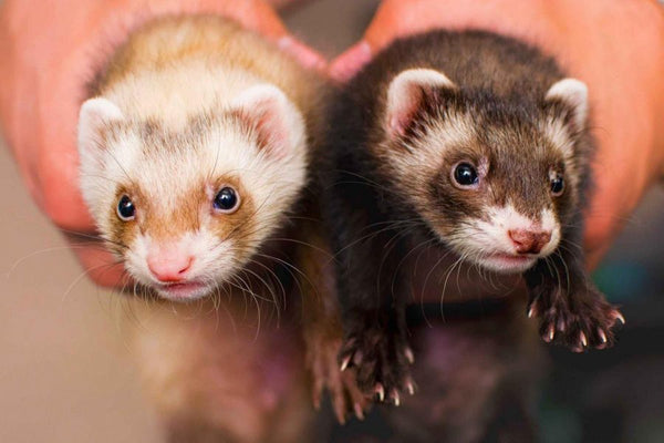 Types of Ferrets