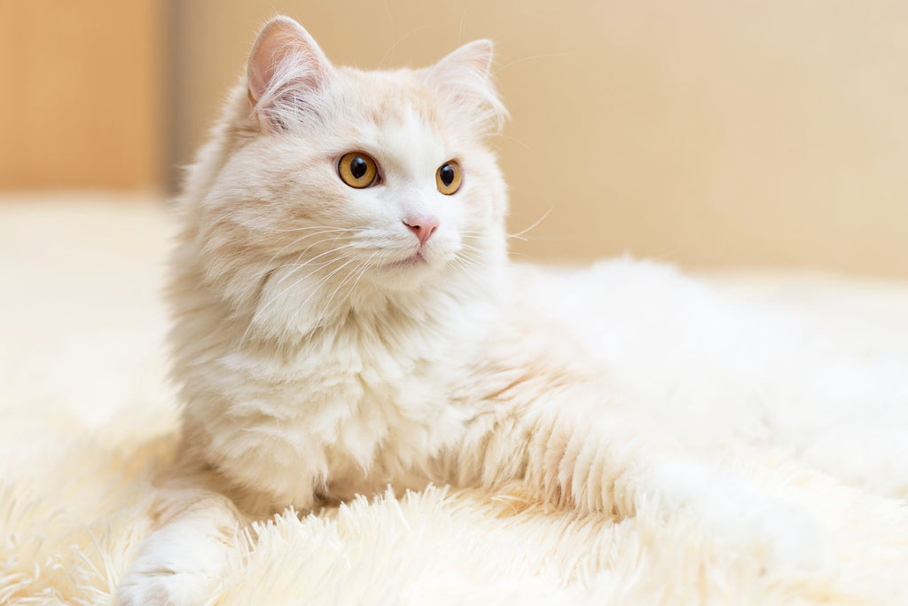 Should You Get a Turkish Angora Cat?