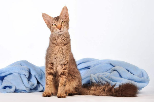 Everything You Need to Know About the LaPerm Cat