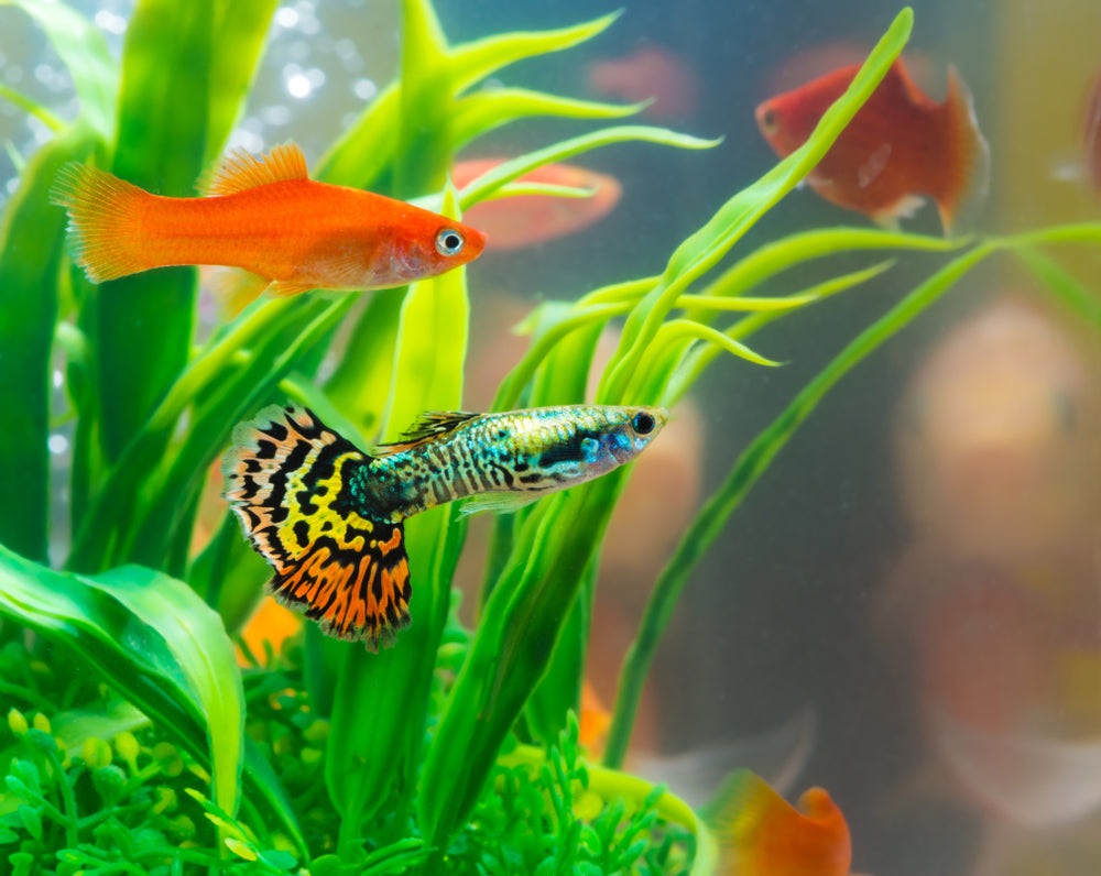 How To Set Up Your Home Aquarium The Right Way