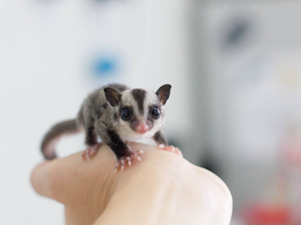 Sugar Glider Food: What Your Pet Sugar Glider Should Be Eating Everyday