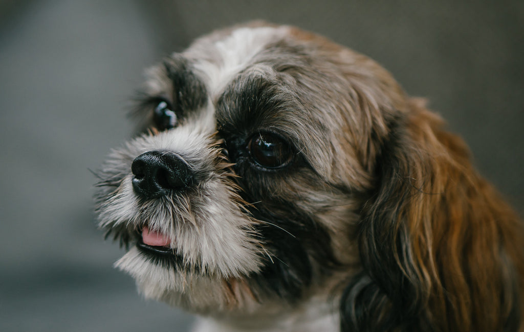 Lifespan of a Shih-Tzu Dog: How Many Years Will They Live?