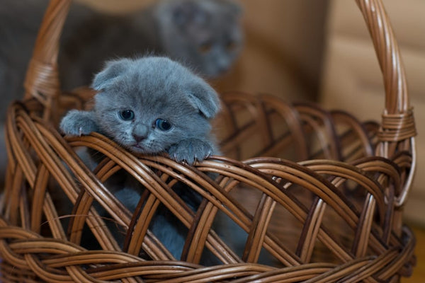 Having A Baby - How To Keep Your Newborn And Cat at Home Happy