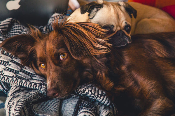 Dog Allergies: Find Out Now if Your Pet Has Them