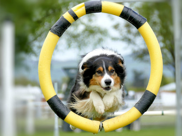 The Dog Agility's Clean Run
