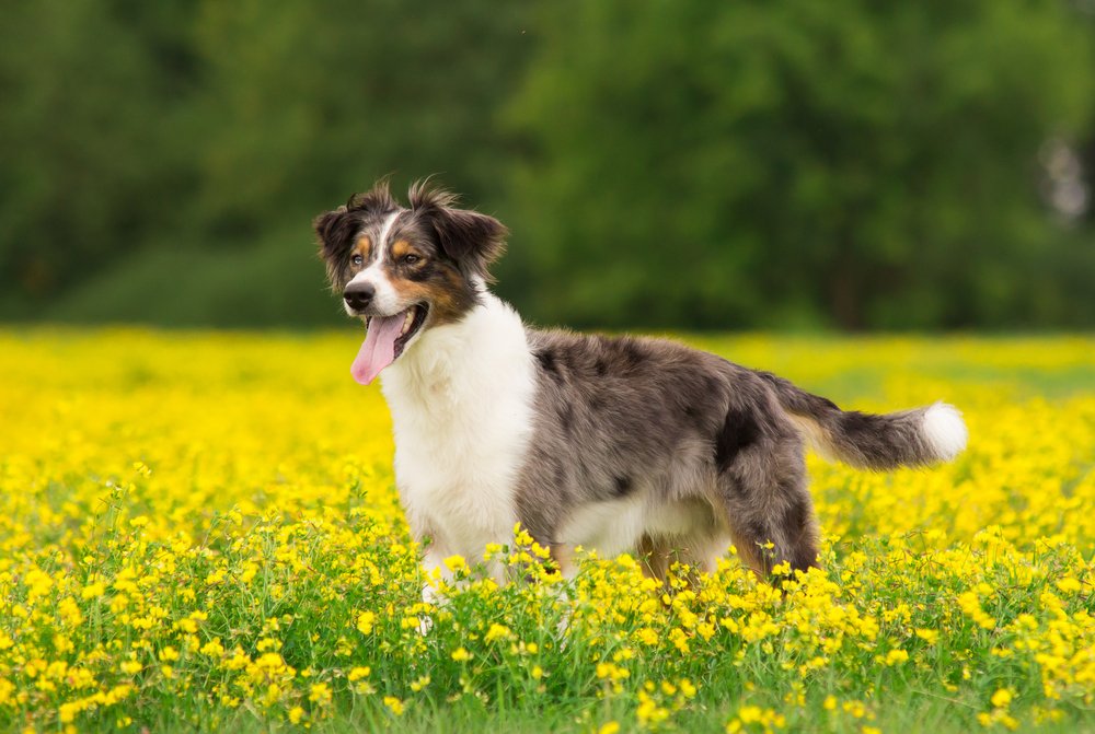 Australian Retriever: 5 Reasons This Dog Breed is the Best