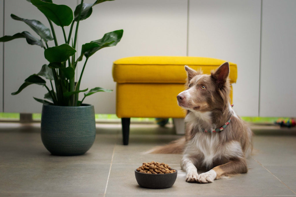 17 Proven Ways To Improve Your Dog's Gut Health for Powerful Allergy Relief