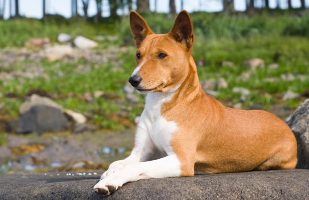 The Basenji Dog Breed: What You Need To Know and Why You Should Get One