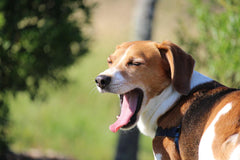 7 Secrets Behind Dog Bad Breath and 6 Proven Ways to Prevent It